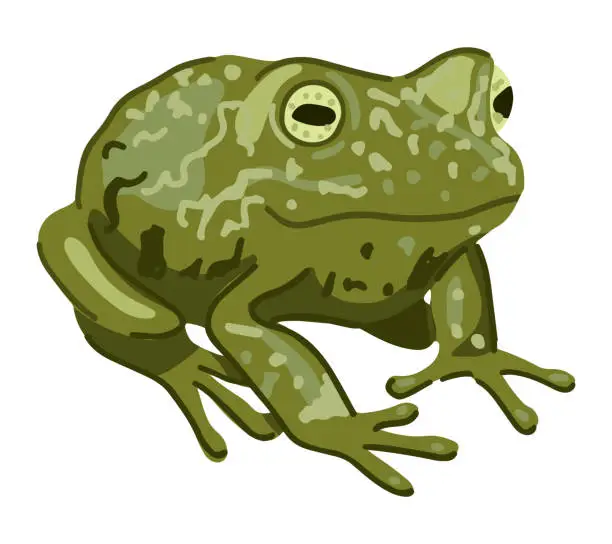 Vector illustration of Frog amphibian clip art. Single doodle of wild animal isolated on white. Colored vector illustration in cartoon style.
