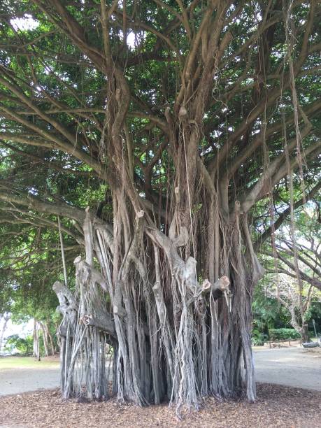 istock a big banyan tree with novgorod branches in a park 1488357526