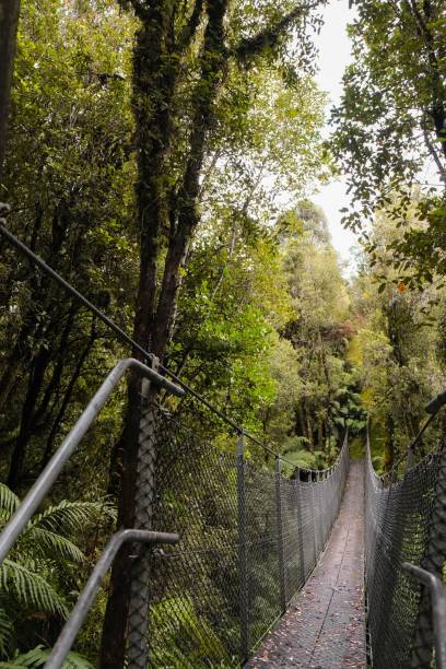 istock Winding bridge leading to a forest between the lush green trees 1488358622