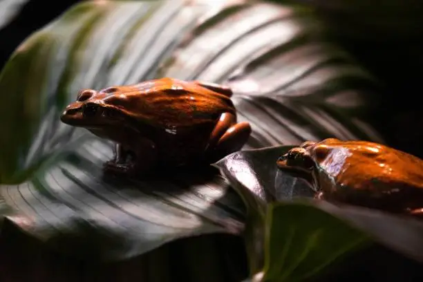 A closeup shot of two red amphibians on a verdant foliage in the dark space