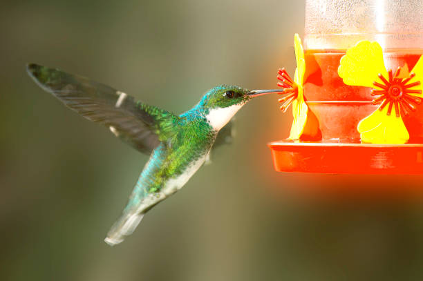 istock Hummingbird flying in the garden 1488358920
