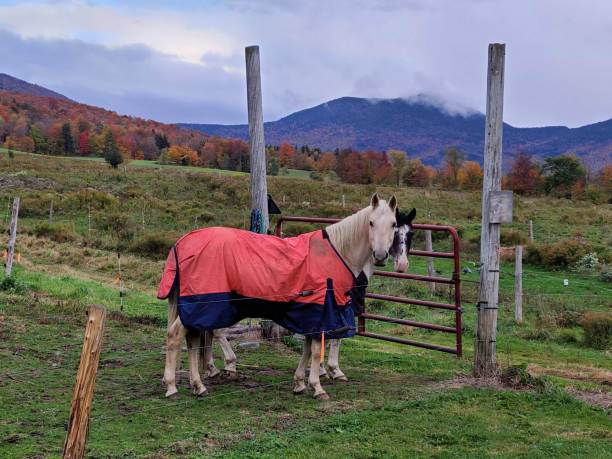 istock Pair-horse in Stowe, Vermont 1488358942