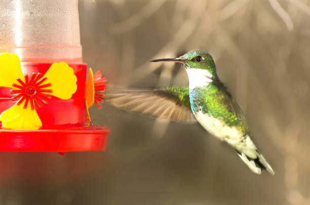 istock Hummingbird flying in the garden 1488359234