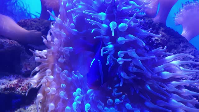 Tomato clownfish live in the tentacles of the anemone at coral reef.