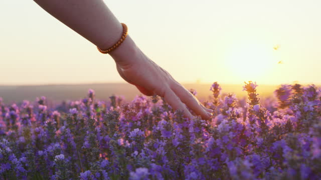 Hand woman tenderly holds lavender flowers flying butterflies summer sunset slow motion slide back. Slide field of large blooming of lavender flowers. Sun's rays are purple plant Relax. Aromatherapy