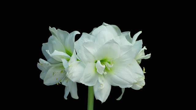 time lapse blooming beautiful white Amaryllis, Hippeastrum flower, macro isolated on pure black background, close-up. Wedding backdrop, Valentine's Day, holiday, love, birthday design concept.