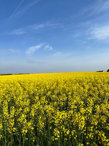 istock Rapseed flower field and beautiful cloudy sky as background. 1488362841