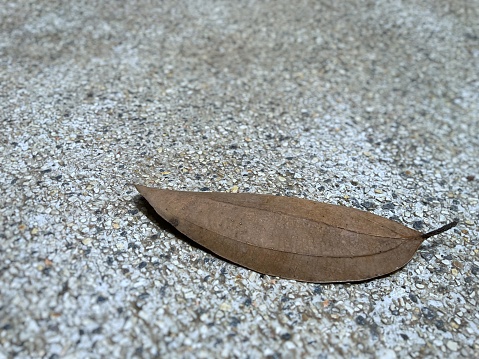 Dried fallen leaf on the stone floor. Black and brown. Blurred background textures. Abstract.