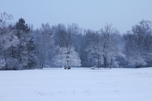 A winter wonderland in the river of Isar national park in Moos Bavaria Germany