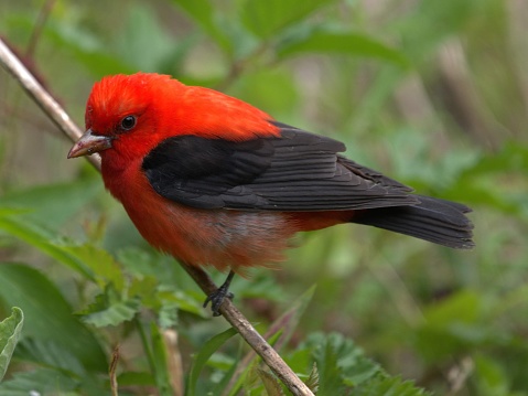 A vivid scarlet-colored avian creature perched atop a tree branch