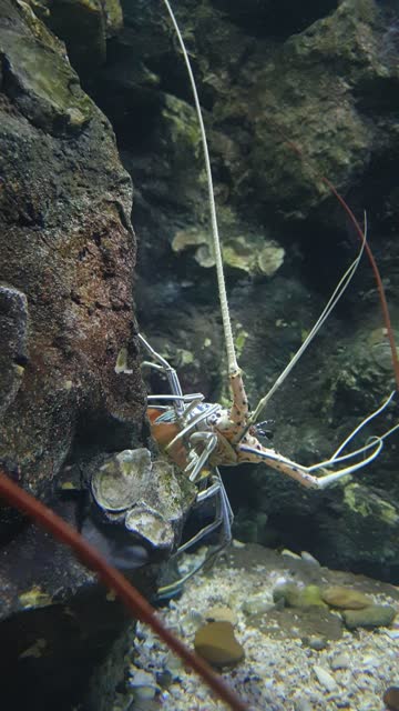 Painted spiny lobster swimming in coral reef.
