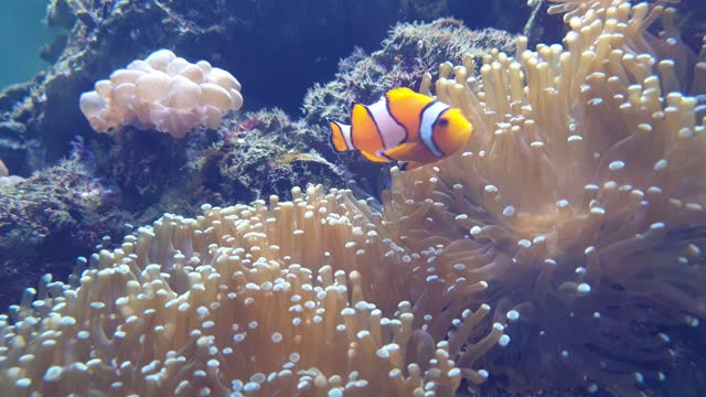 Clownfishes live in the tentacles of the anemone at coral reef.