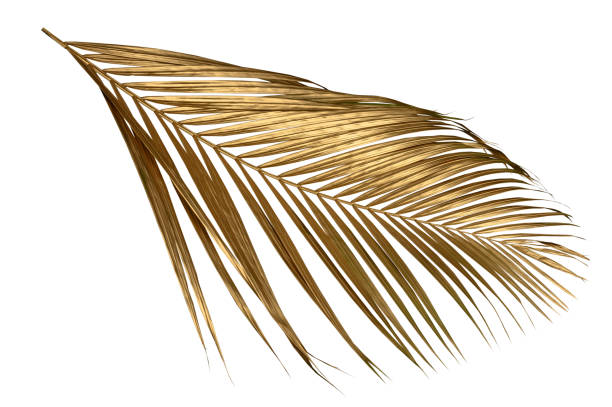 istock leaves of palm Gold color tree on white background.clipping path 1488364580