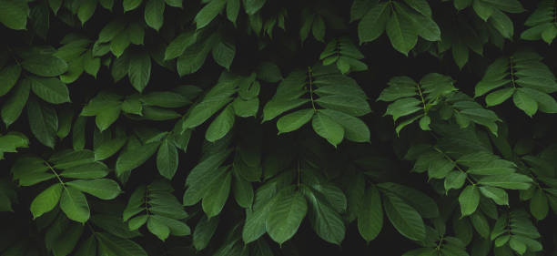 istock tropical leaves, abstract green leaf texture in garden, nature background 1488364582