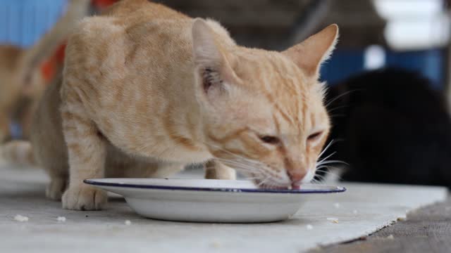 Close-up low view, emaciated yellow tabby cat hungry eating food.