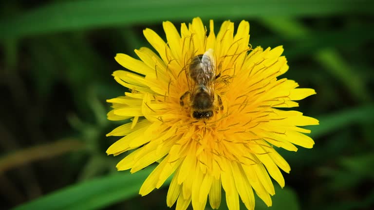 A bee sits on a yellow dandelion flower and collects pollen. A bee collects pollen up close. Full HD slow motion video.