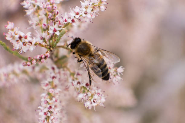 istock Bee, nature, flower, spring, fly, plant, honey, pollen, macro, closeup 1488366781