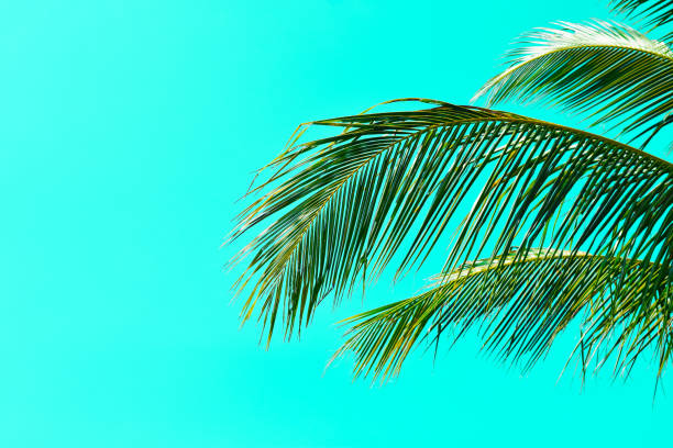 istock coconut leaf on blue background. summer background concept 1488367033