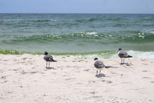 istock Seagull at the beach blue sky background 1488367059