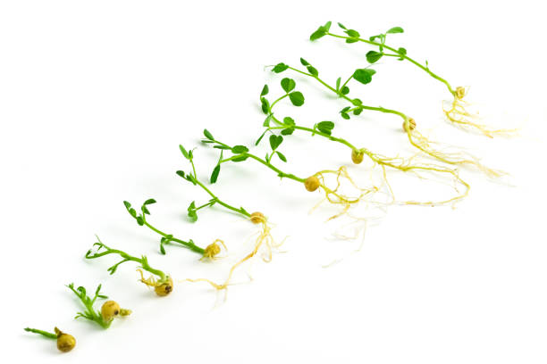 istock Green pea microgreen shoots close up on white background. Pea young sprouts on different stages of growth. Superfood, healthy eating concept 1488367557