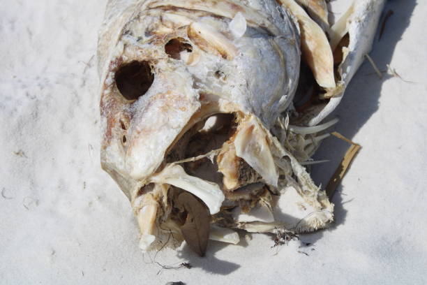 istock Dead Fish Washed Up On The Beach 1488368179