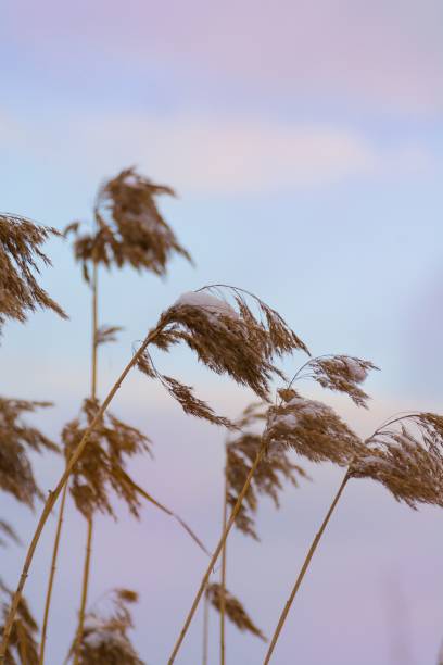 The Phragmites mauritianus reed grass covered in snow with sunset in background
