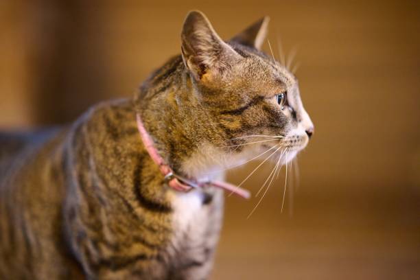 istock a cat that is looking at something in the distance, 1488368375