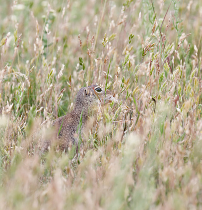 The European ground squirrel (Spermophilus citellus), also known as the European souslik, is a species from the squirrel family, Sciuridae. It is among the few European species in the genus Spermophilus. Like all squirrels, it is a member of the rodent order. It is to be found in eastern and central Europe from southern Ukraine, to Asia Minor, Austria, the Czech Republic, Slovakia, Serbia, Greece, Romania, Bulgaria, North Macedonia and north as far as Poland but the range is divided in two parts by the Carpathian Mountains.
The European ground squirrel grows to a length of approximately 20 cm and a weight of approximately 300 grams. It is a diurnal animal, living in colonies of individual burrows in pastures or grassy embankments. The squirrels emerge during the day to feed upon seeds, plant shoots and roots or flightless invertebrates. The colonies maintain sentinels who whistle at the sight of a predator, bringing the pack scurrying back to safety.
Breeding takes place in early summer when a single litter of five to eight young is borne. The European ground squirrel hibernates between autumn and March, the length of time depending on the climate. In preparation they will build up reserves of brown fat during the late summer (source Wikiwand).

This Picture is made during a Vacation in Bulgaria in May 2018.