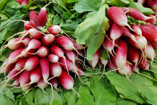 istock Stack of radishes on a market stall 1488371385