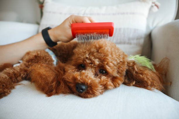 An anonymous woman grooming a cute puppy in the living room.