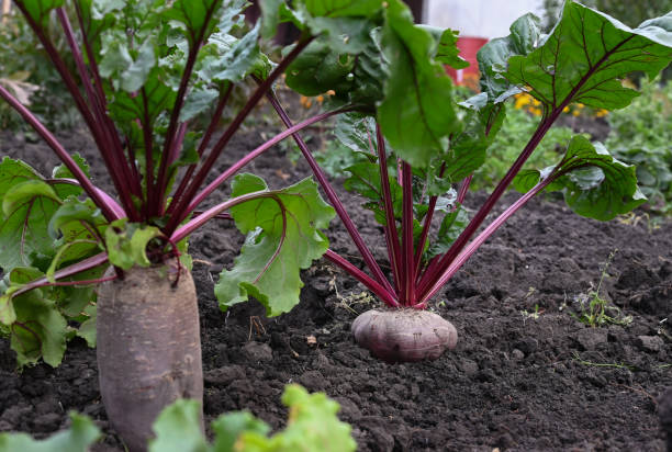 istock Beets in the garden. Harvesting. 1488371903