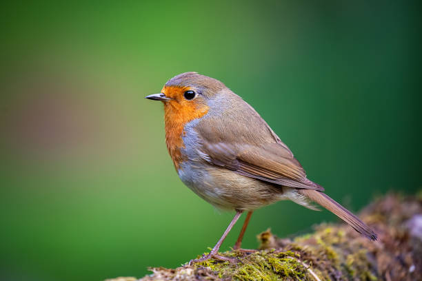 A European Robin (erithacus rubecula) perched on a branch