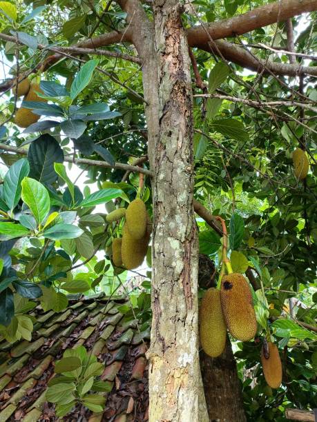 деревья джекфрута в деревне - jack fruit стоковые фото и изображения