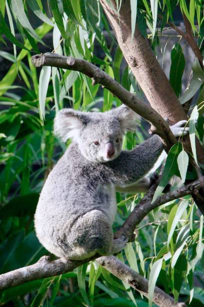 istock Cute koala on a tree branch looking away, forest background 1488374504