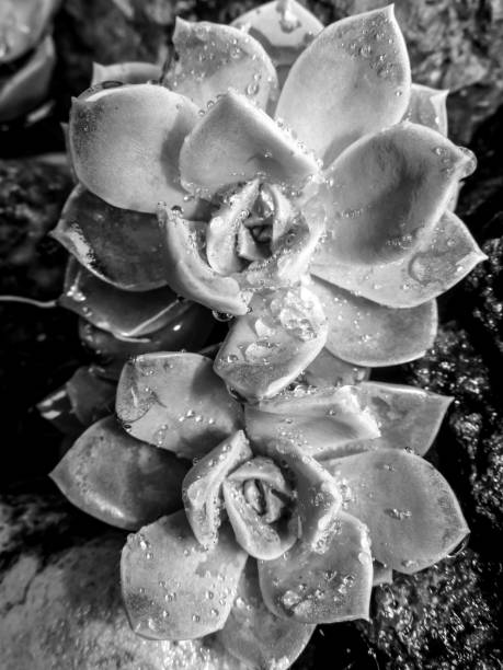 istock Two Echevaria Elegans, in Black and White covered in water drops after a rain shower 1488374703
