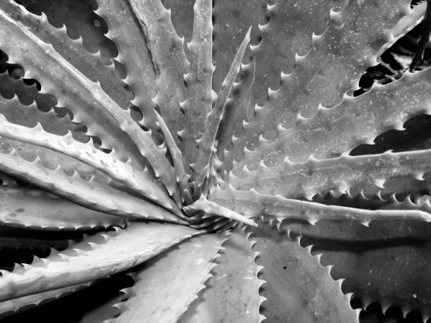 istock Aloe Rossett in Black and white 1488374806