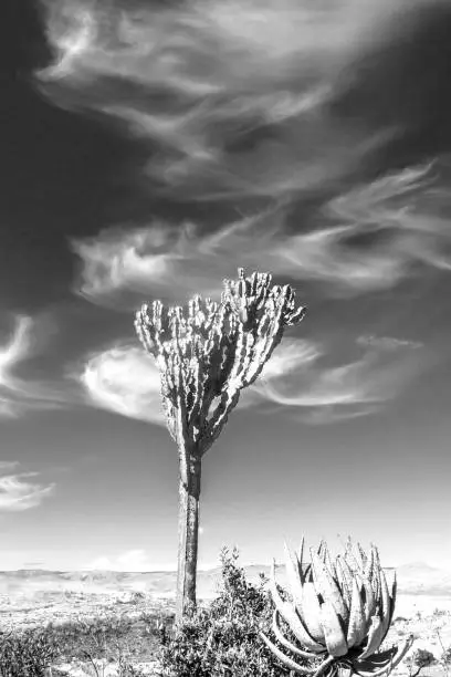 High altitude, wispy Cirrus Clouds, with a common tree euphorbia and an aloe in the Foreground, on the edge of the Baberton-Makhonjwa Mountains, South Africa.