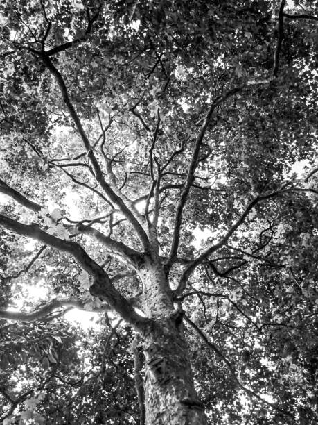 istock Into the canopy of a large Sycamore tree 1488375021
