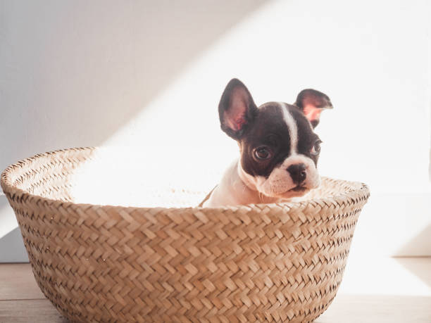 istock Lovable puppy puppy sits in a wicker basket 1488376242