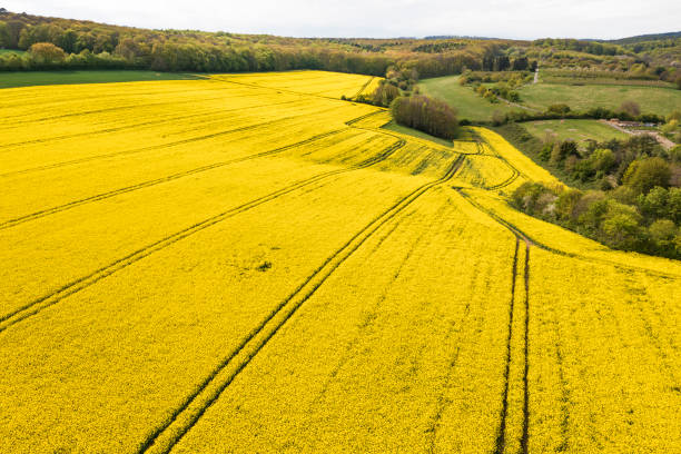 istock Blooming rapeseed fields in the Rheingau/Germany 1488376919