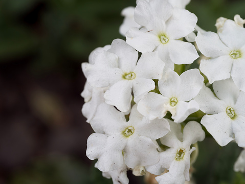 Inflorescence of white phlox on a dark blurred background. White flowers close-up.