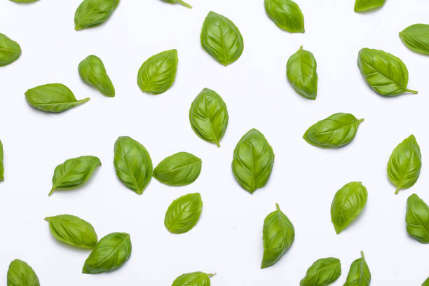 istock Basil leaves isolated wallpaper on white background 1488378012