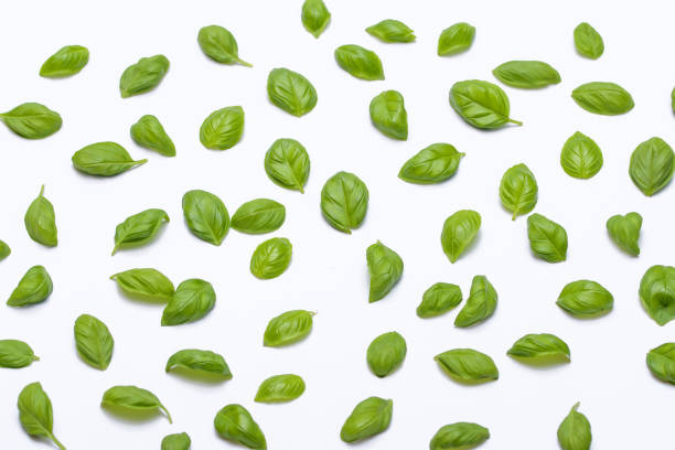 istock Isolated, fresh and tender basil leaves on a white background. background wallpaper 1488378013