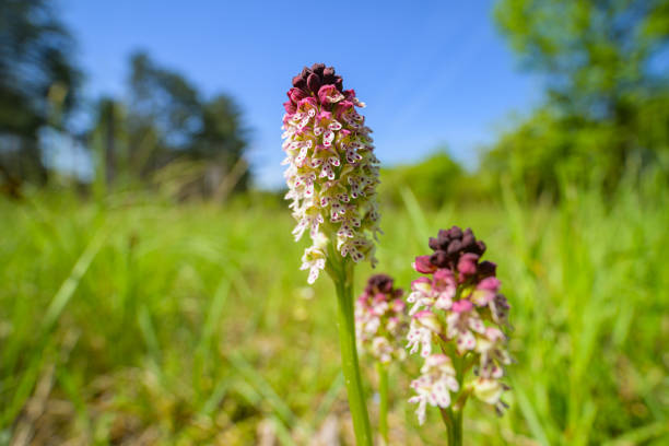 Closeup of a Burnt Orchid on a sunny day in spring Closeup of a Burnt Orchid (Orchis ustulata) on a sunny day in spring, Vienna (Austria) orchis ustulata stock pictures, royalty-free photos & images
