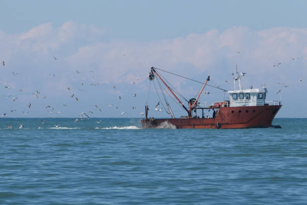 istock Seagulls chasing a fishing ship 1488378115