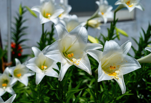 Easter Lily