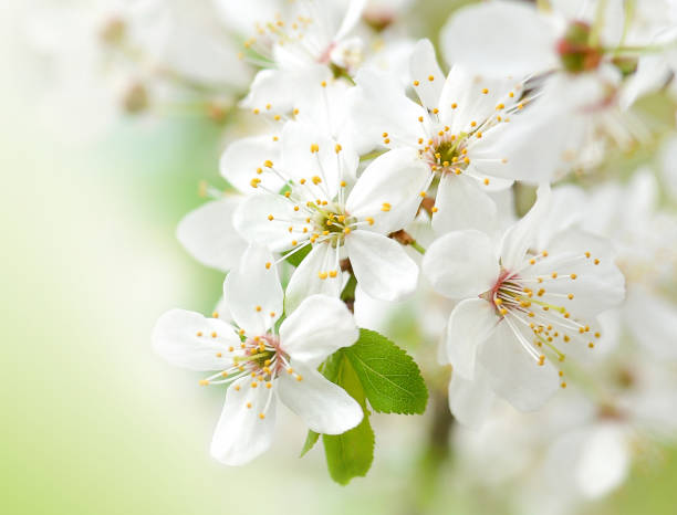 istock Beautiful branches of blossoming cherries. Beautiful abstract spring background. 1488379940