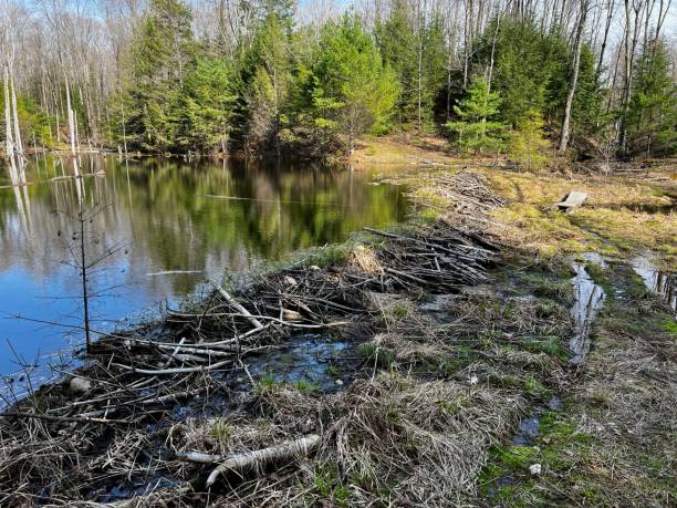 istock Beaver Dam on the Ice Age Trail 1488380894