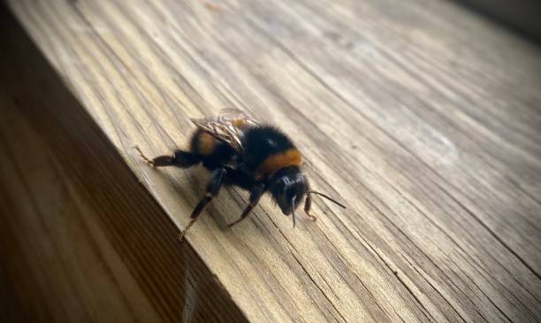 Bumblebee on wooden window ledge close up.