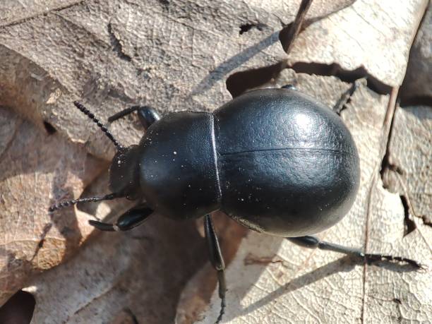 Carabus coriaceus (black grounded beetle widespread in Europe and Russia, red list presented) Carabus coriaceus is a species of beetle widespread in Europe, where it is primarily found in deciduous forests and mixed forests carabus coriaceus stock pictures, royalty-free photos & images